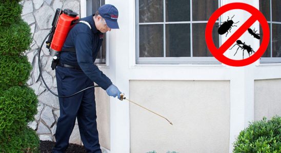 Yığılca Kene İlaçlama böcek ilaçlama ve haşere kontrolü — ilaclama-tr.com
